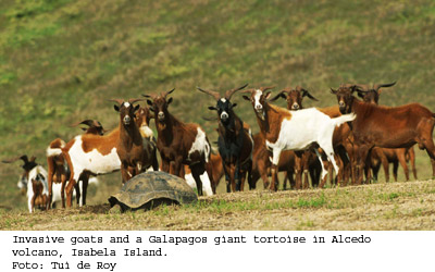 Giant tortoise and goats