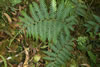 Forest floor fern