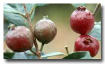 Strawberry guava biocontrol (Psidium cattleianum, Tectococcus ovatus)
