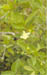 image of Psidium guajava