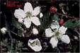image of Rubus argutus