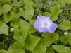 image of Ipomoea indica