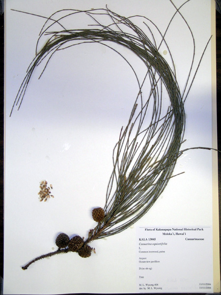Casuarina equisetifolia - Kalaupapa HNP herbarium voucher KALA13045 (image)