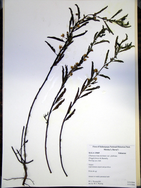 Chamaecrista nictitans var. glabrata - Kalaupapa HNP herbarium voucher KALA13069 (image)