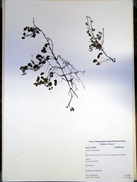 Oxalis corniculata - Kalaupapa HNP herbarium voucher KALA13066 (image)