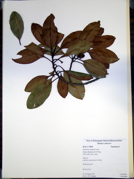 Pouteria sandwicensis - Kalaupapa HNP herbarium voucher KALA13242 (image)