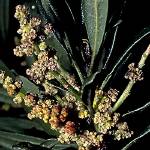 fire tree (Morella faya [Myricaceae])