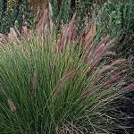 fountain grass (Pennisetum setaceum [Poaceae])