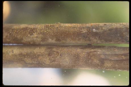 03_009 Cryptophonectria sp. sporulating on endemic Myrsine lessertiana