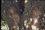 24_101 -- Cerambycid and boring hole in lower mamane (Sophora chrysophylla)  trunk, Mauna Kea
